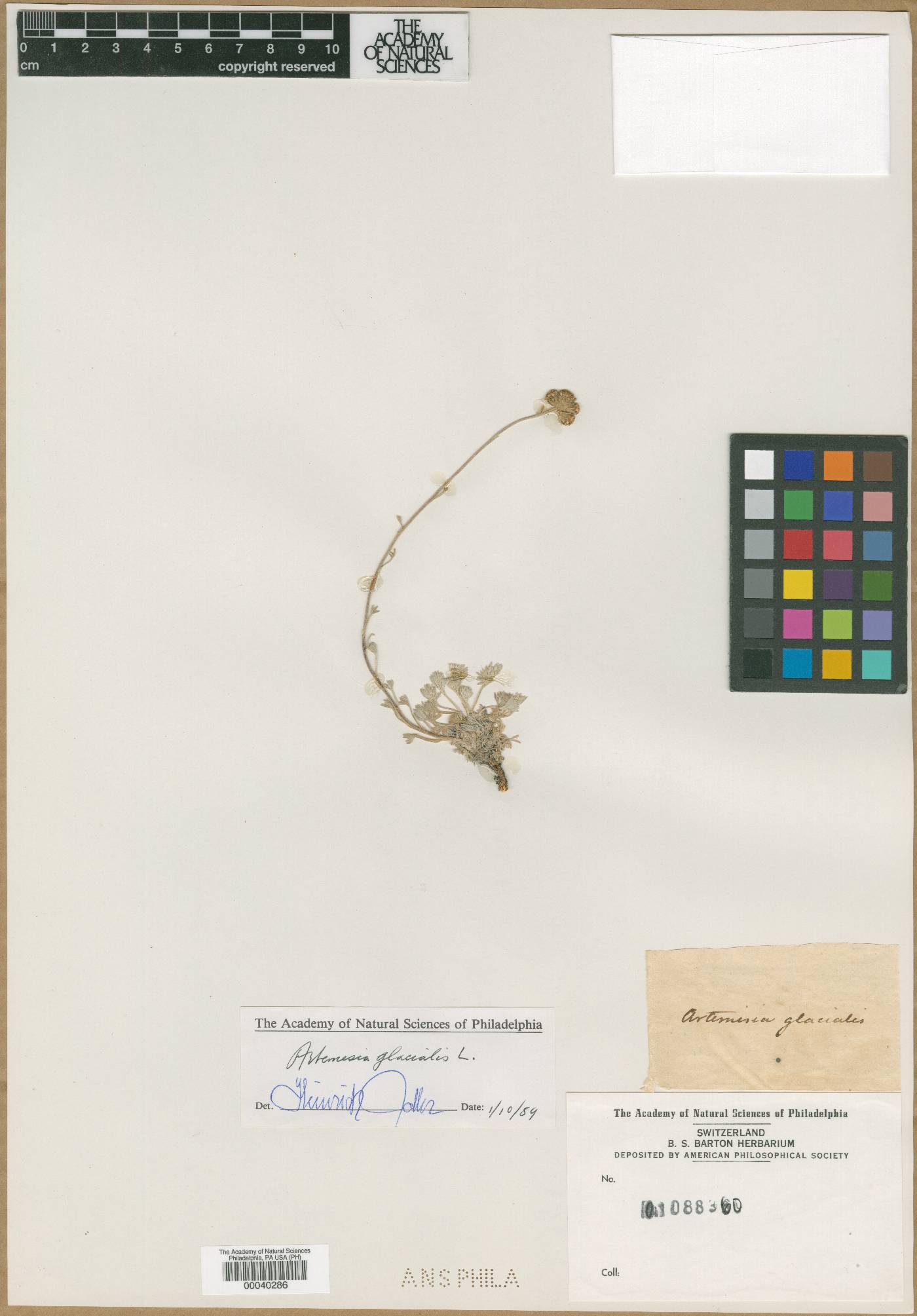 Artemisia glacialis image