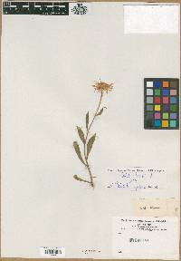 Aster alpinus image