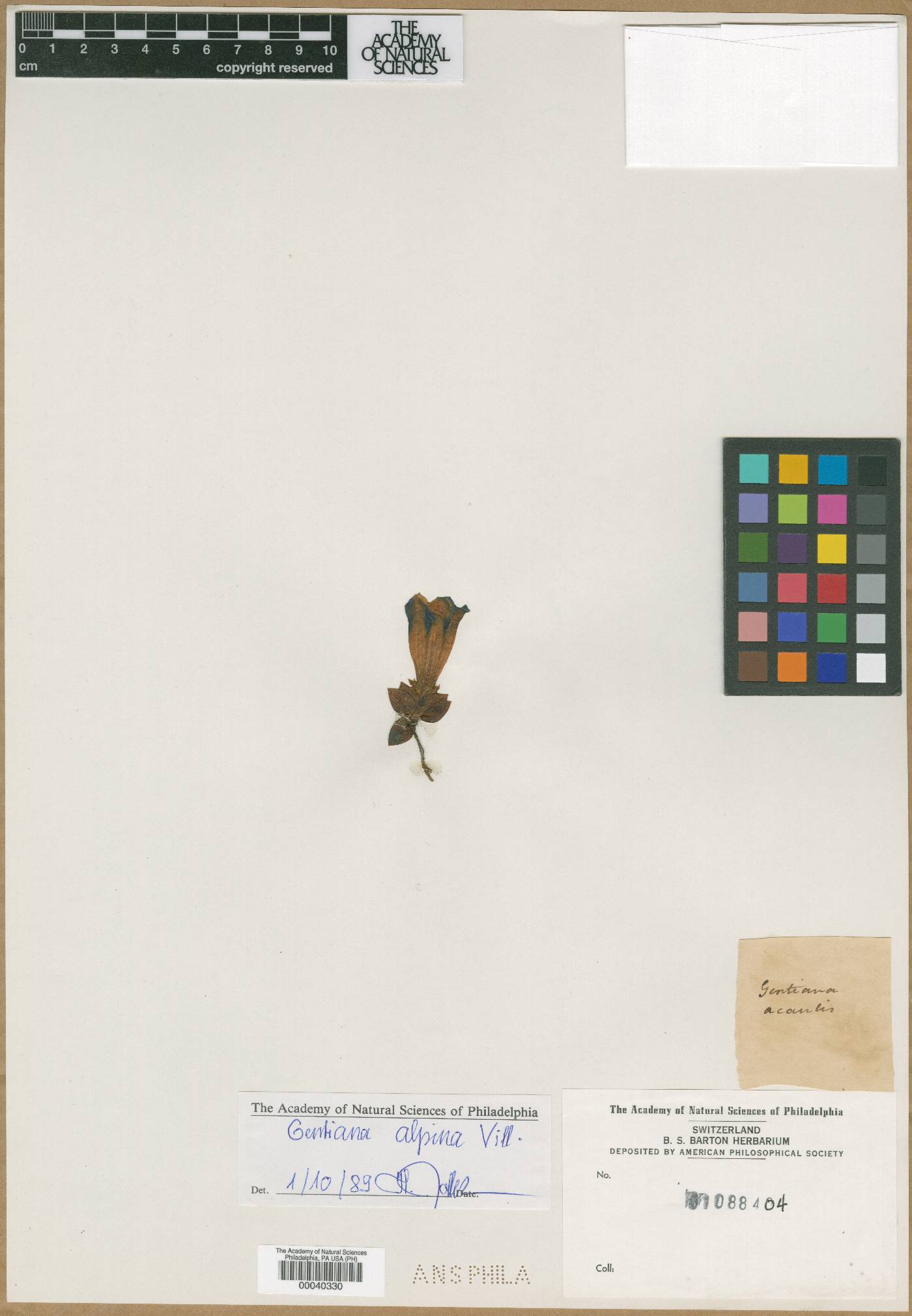 Gentiana acaulis image