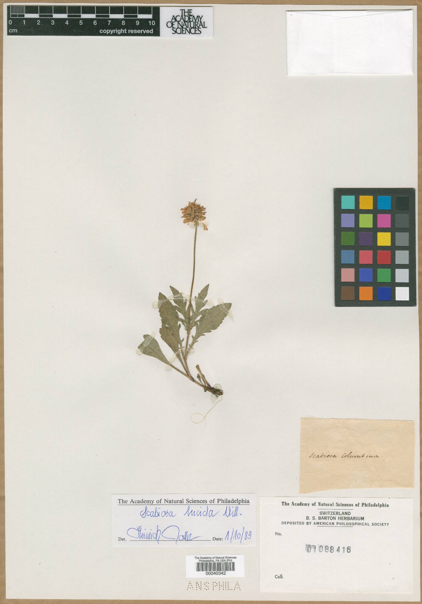 Scabiosa lucida image