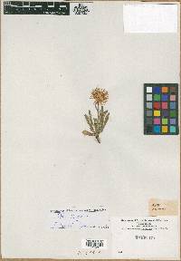 Aster alpinus image