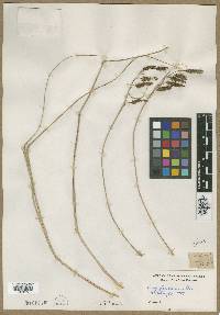 Carex glaucescens image