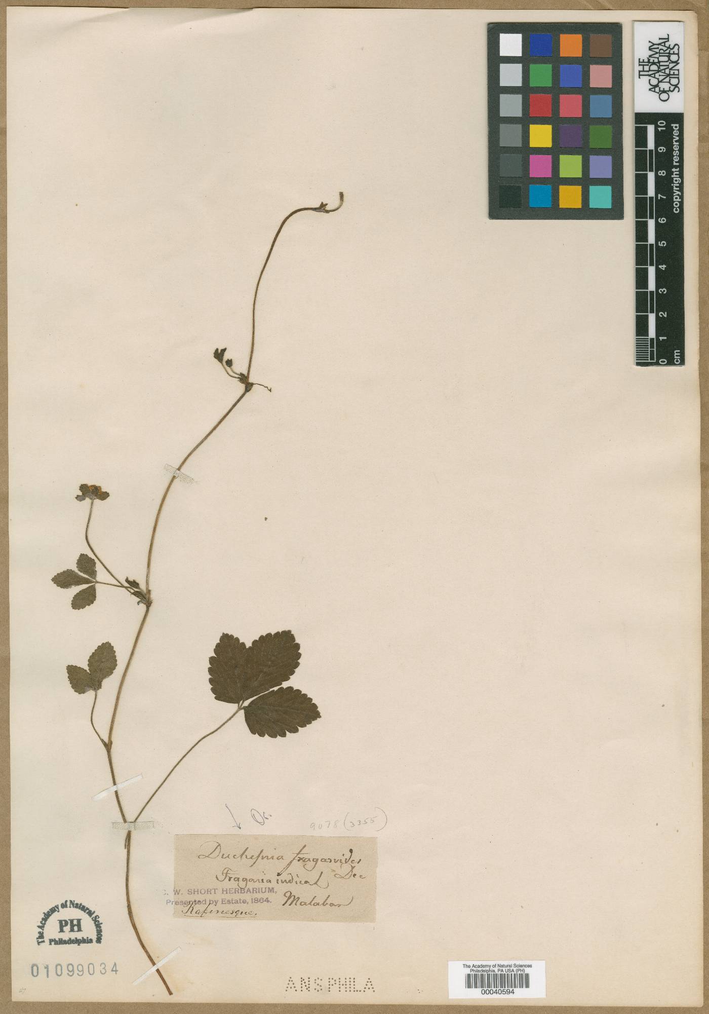 Duchesnea fragarioides image