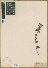 Media resource of Galeobdolon vulgare