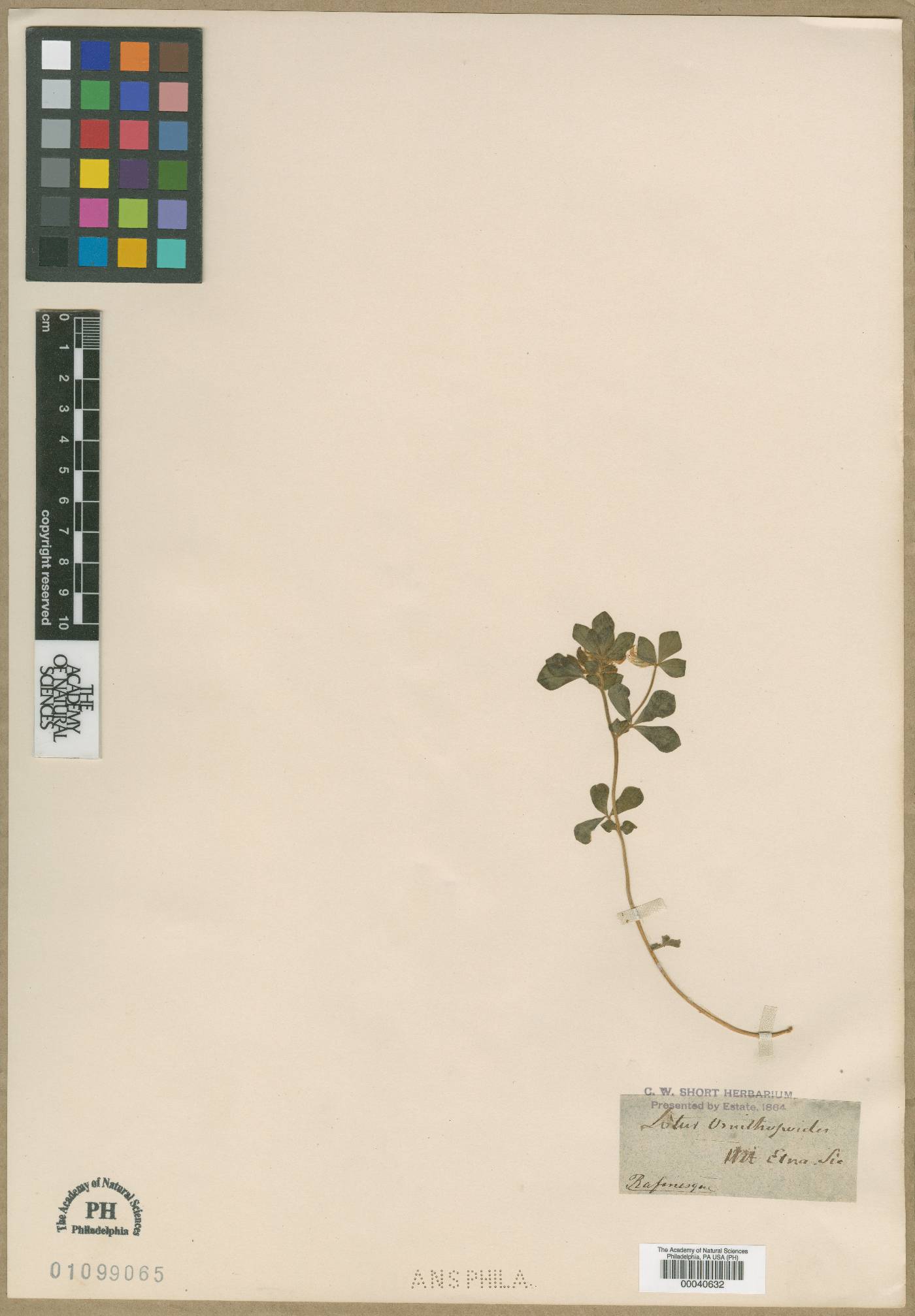 Lotus ornithopodioides image