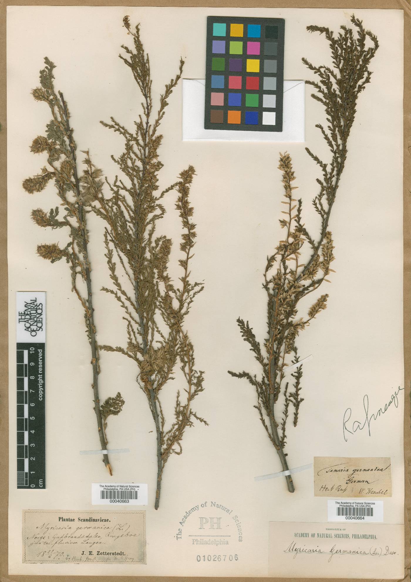 Myricaria germanica image