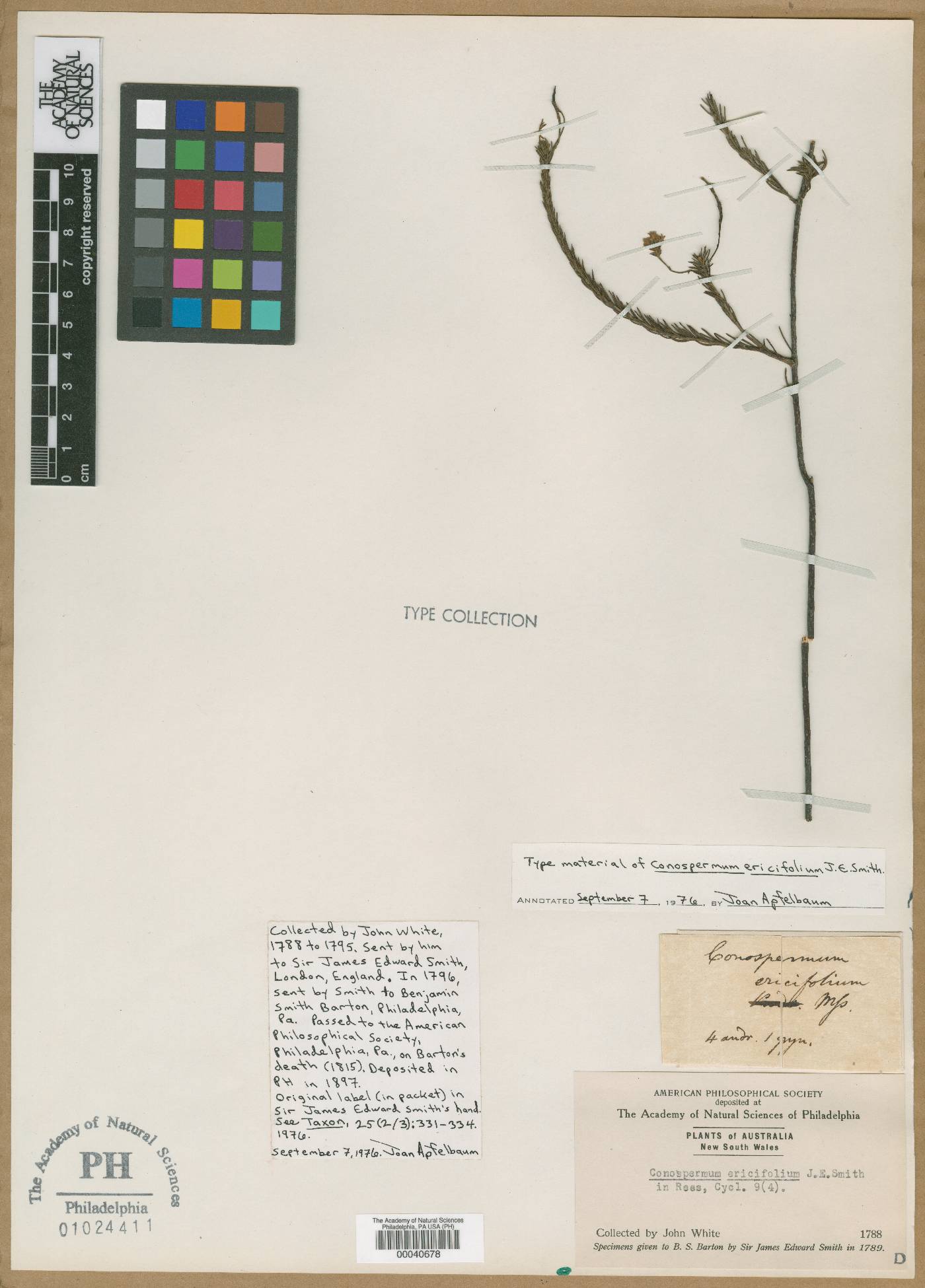 Conospermum ericifolium image