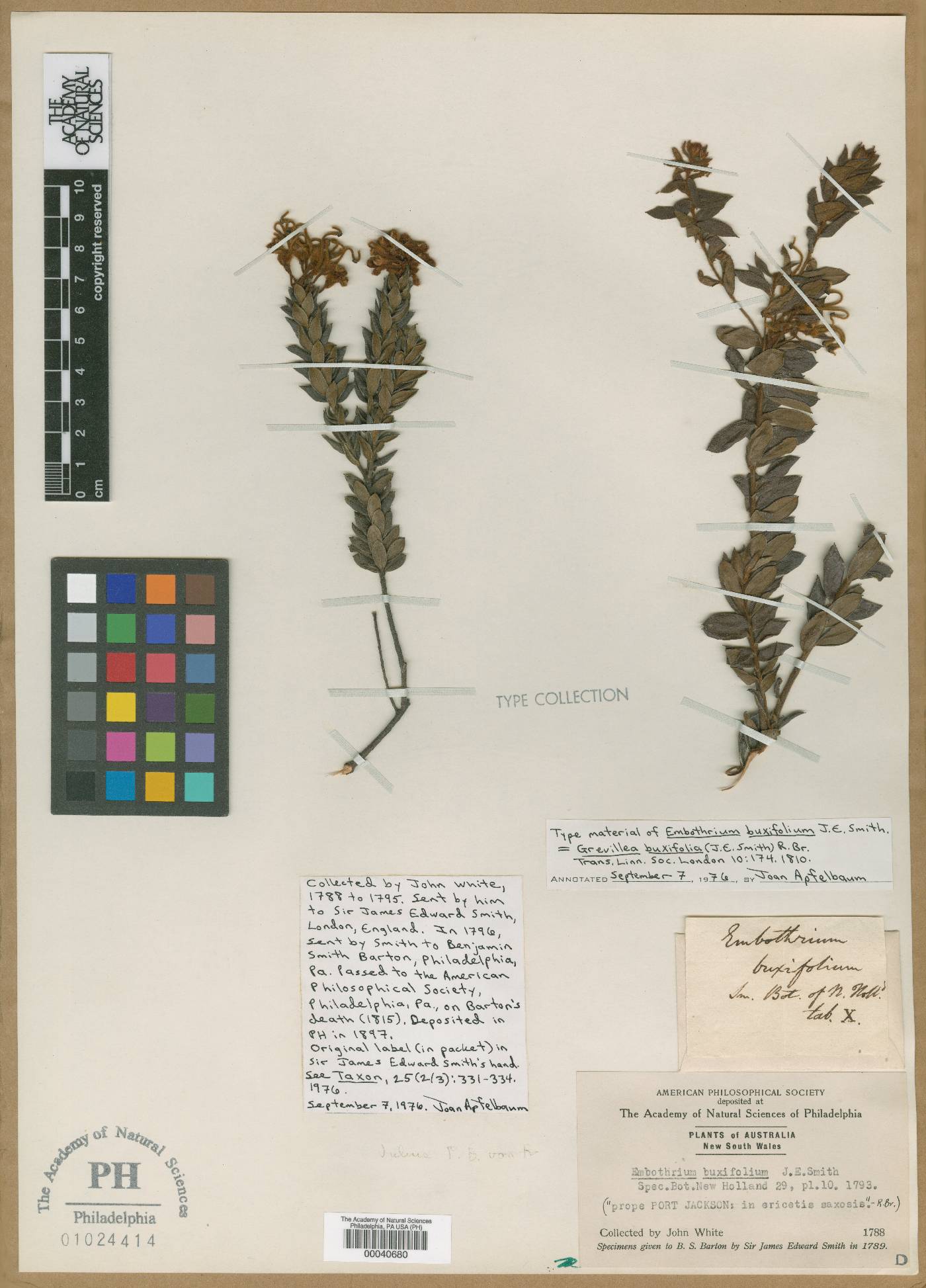 Embothrium buxifolium image