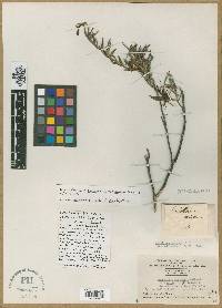 Embothrium sericeum image