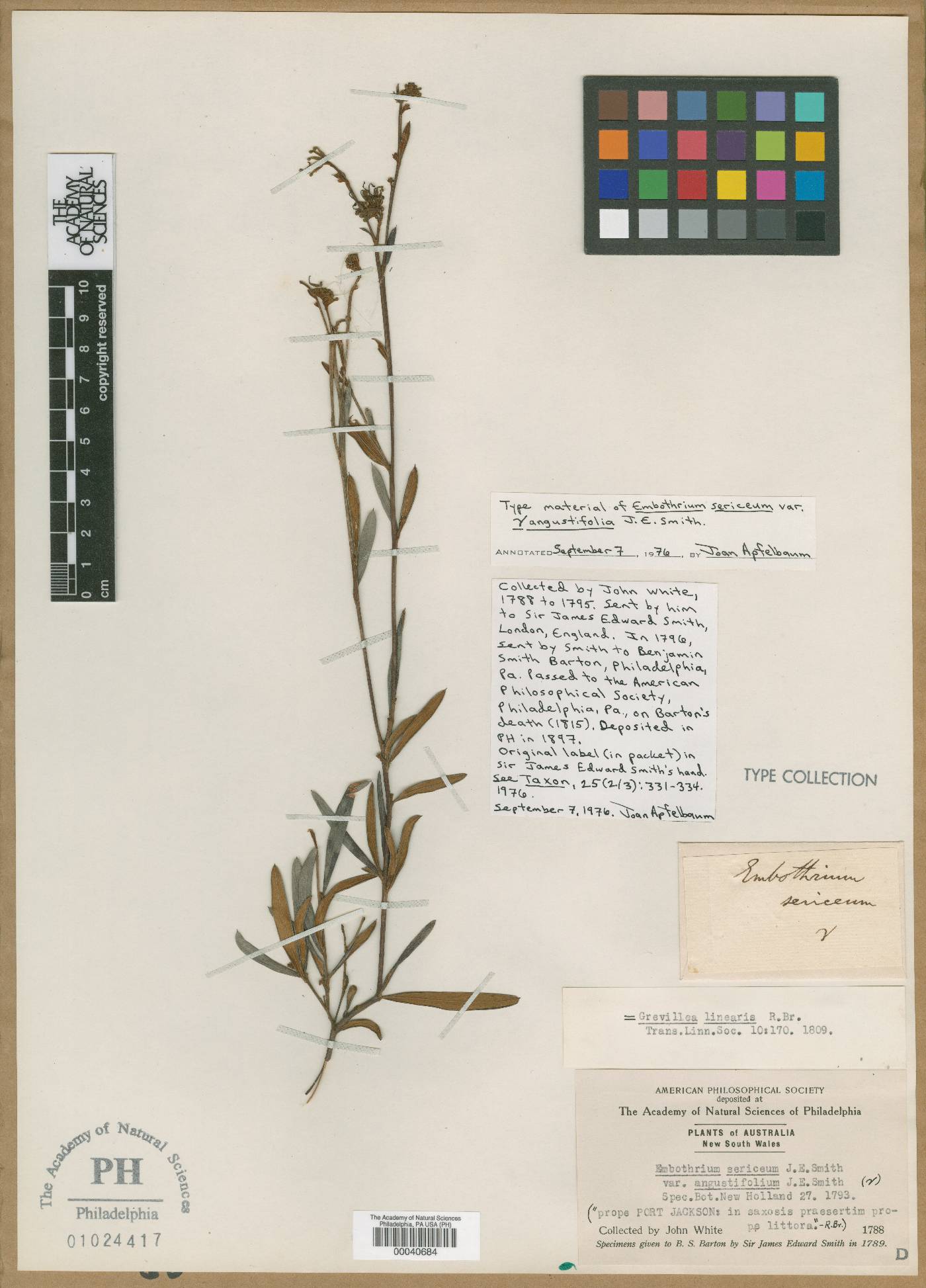 Embothrium sericeum var. angustifolium image