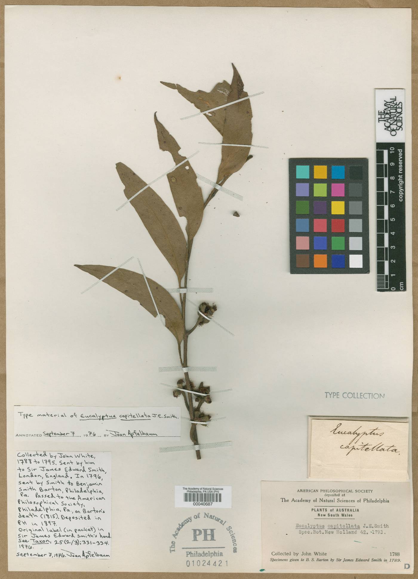 Eucalyptus capitellata image