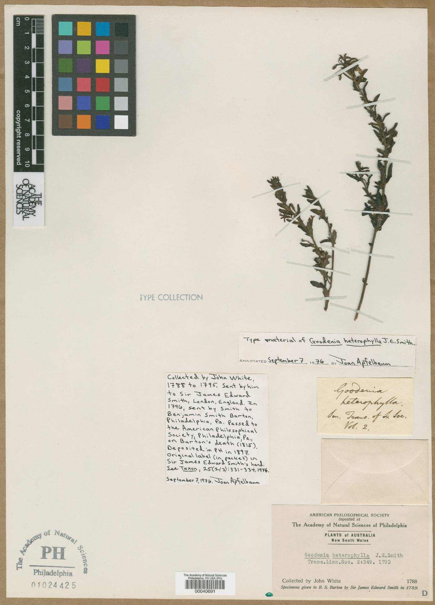 Goodenia heterophylla image