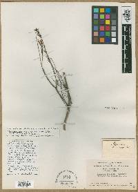 Styphelia ericoides image