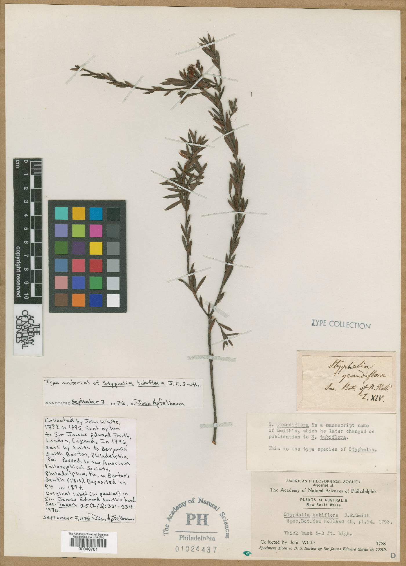 Styphelia tubiflora image