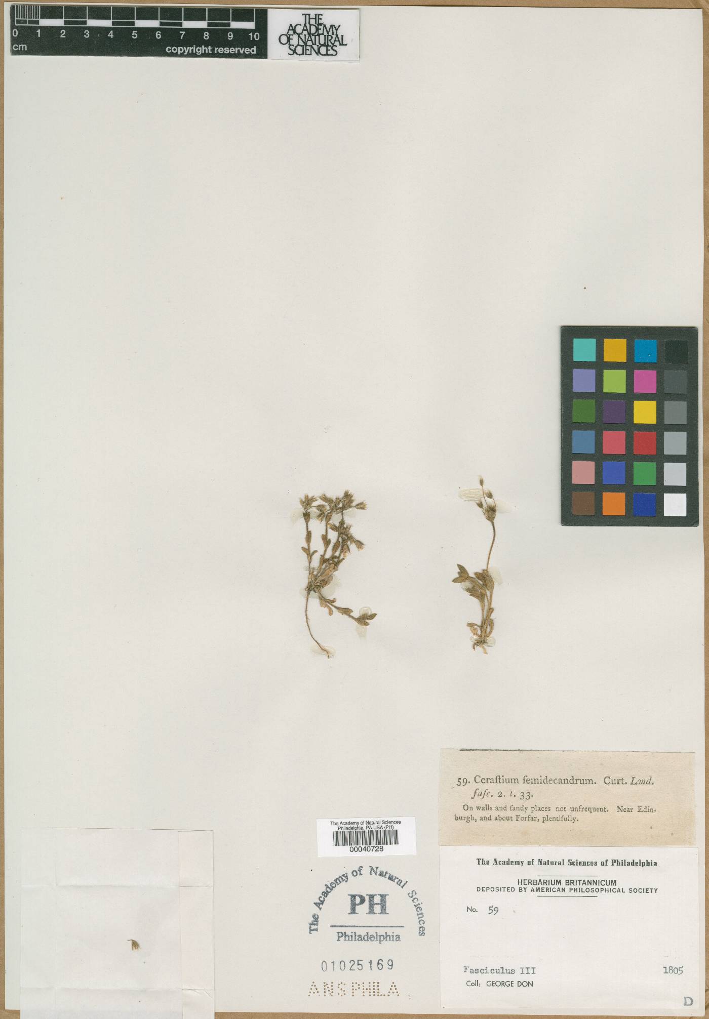 Cerastium semidecandrum image