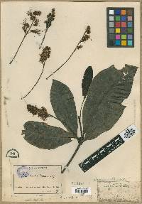 Image of Buchholzia coriacea
