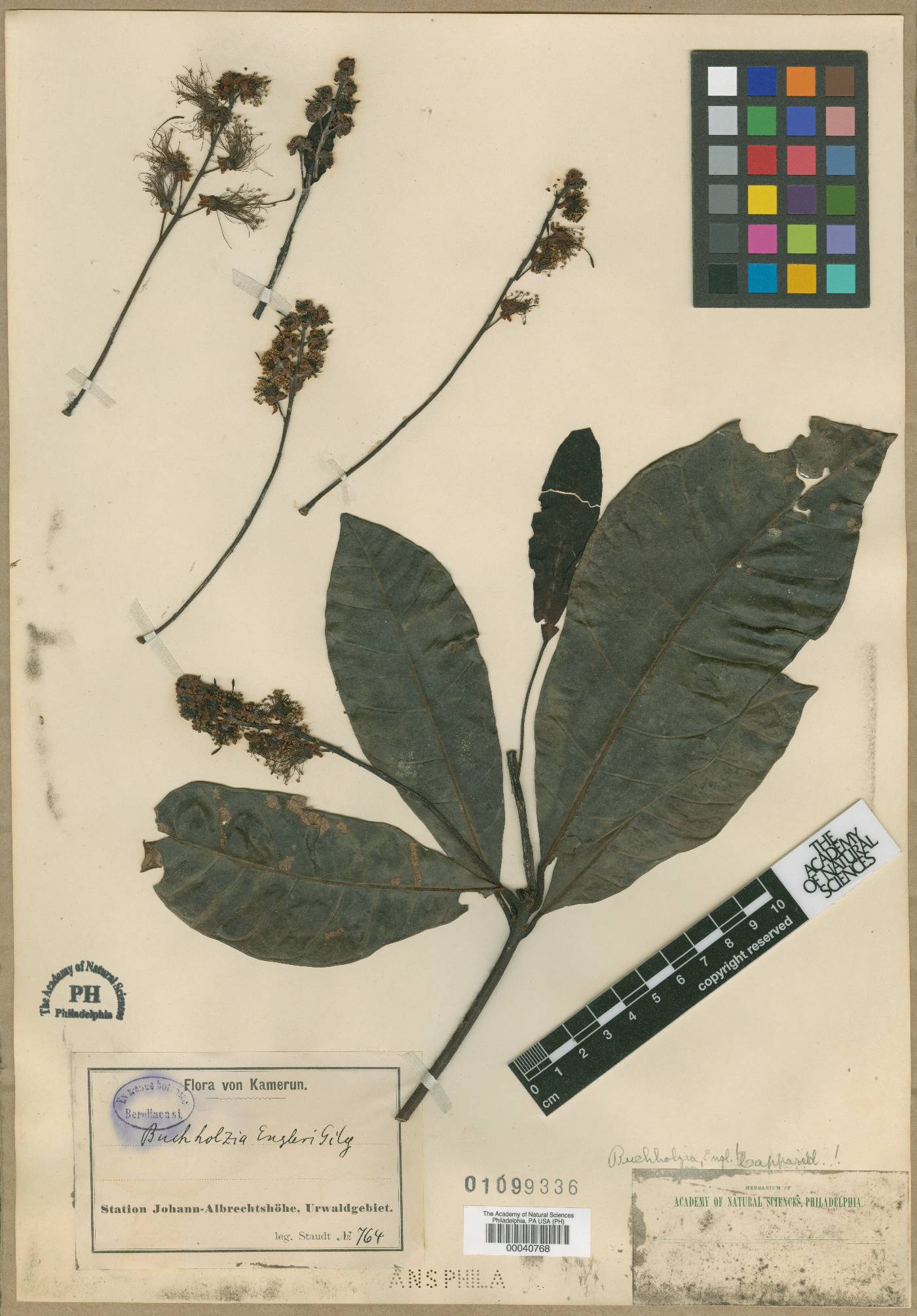 Buchholzia coriacea image