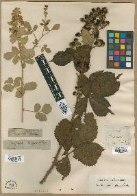 Rubus tomentosus image