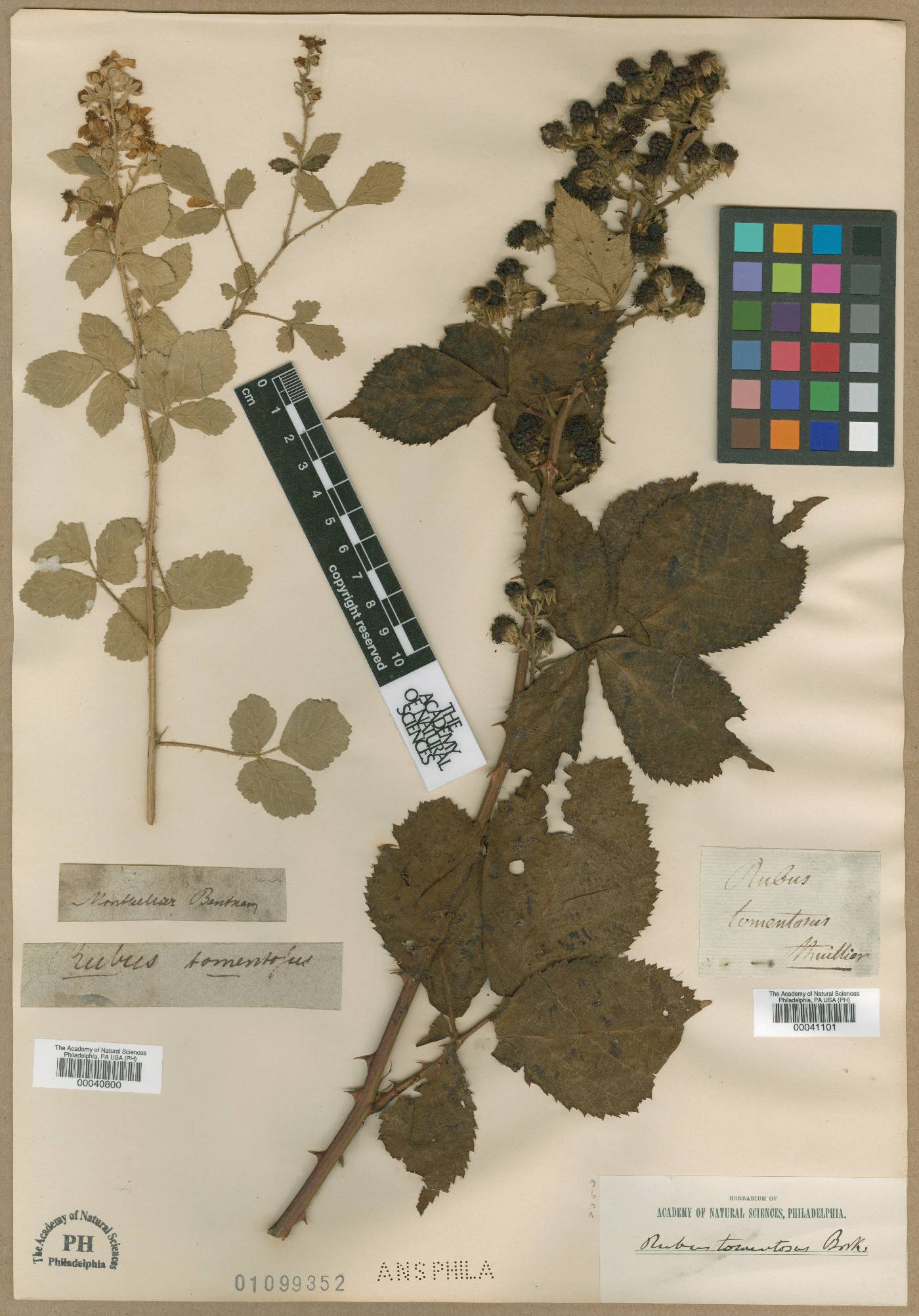 Rubus tomentosus image