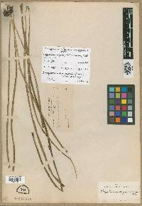 Campyloneurum angustipaleatum image