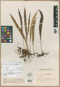 Campyloneurum solutum image
