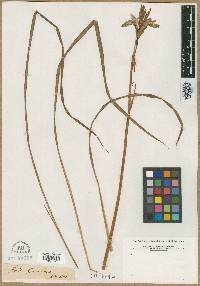 Iris graminea image