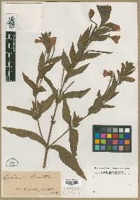 Epilobium hirsutum image