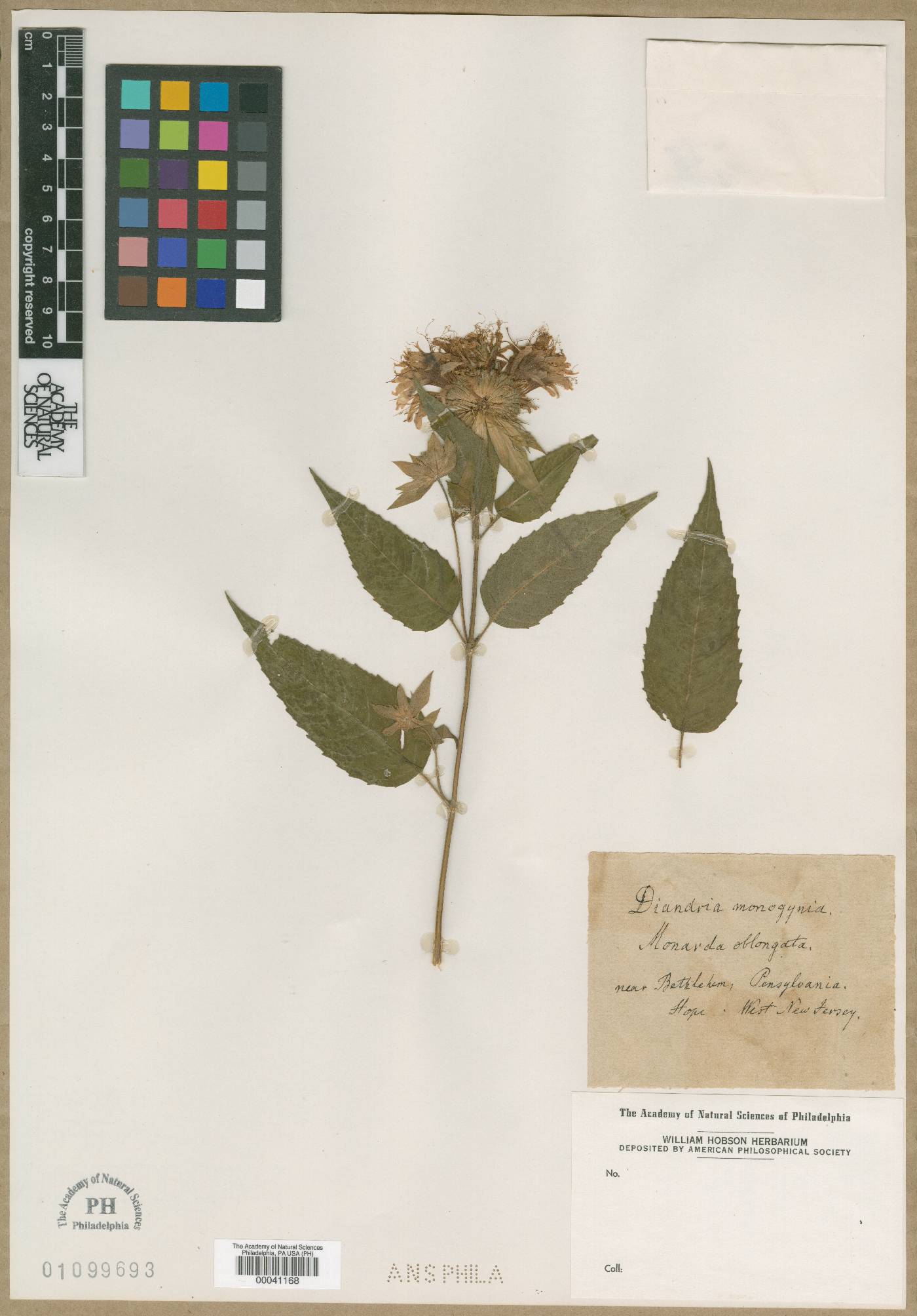 Monarda oblongata image