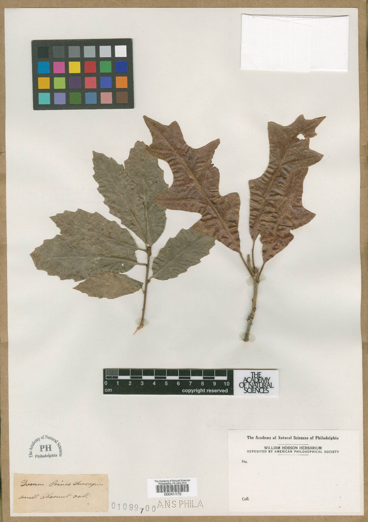 Quercus chincapin image