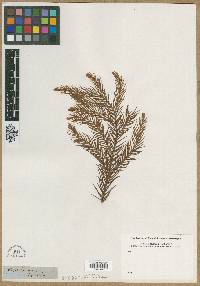 Cryptomeria japonica image