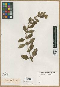 Melissa officinalis image