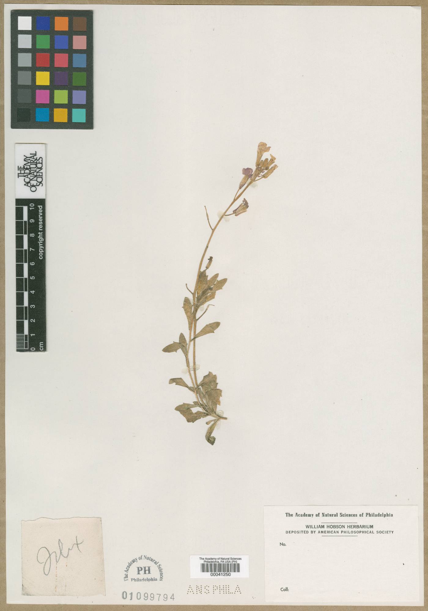 Cheiranthus armeniacus image