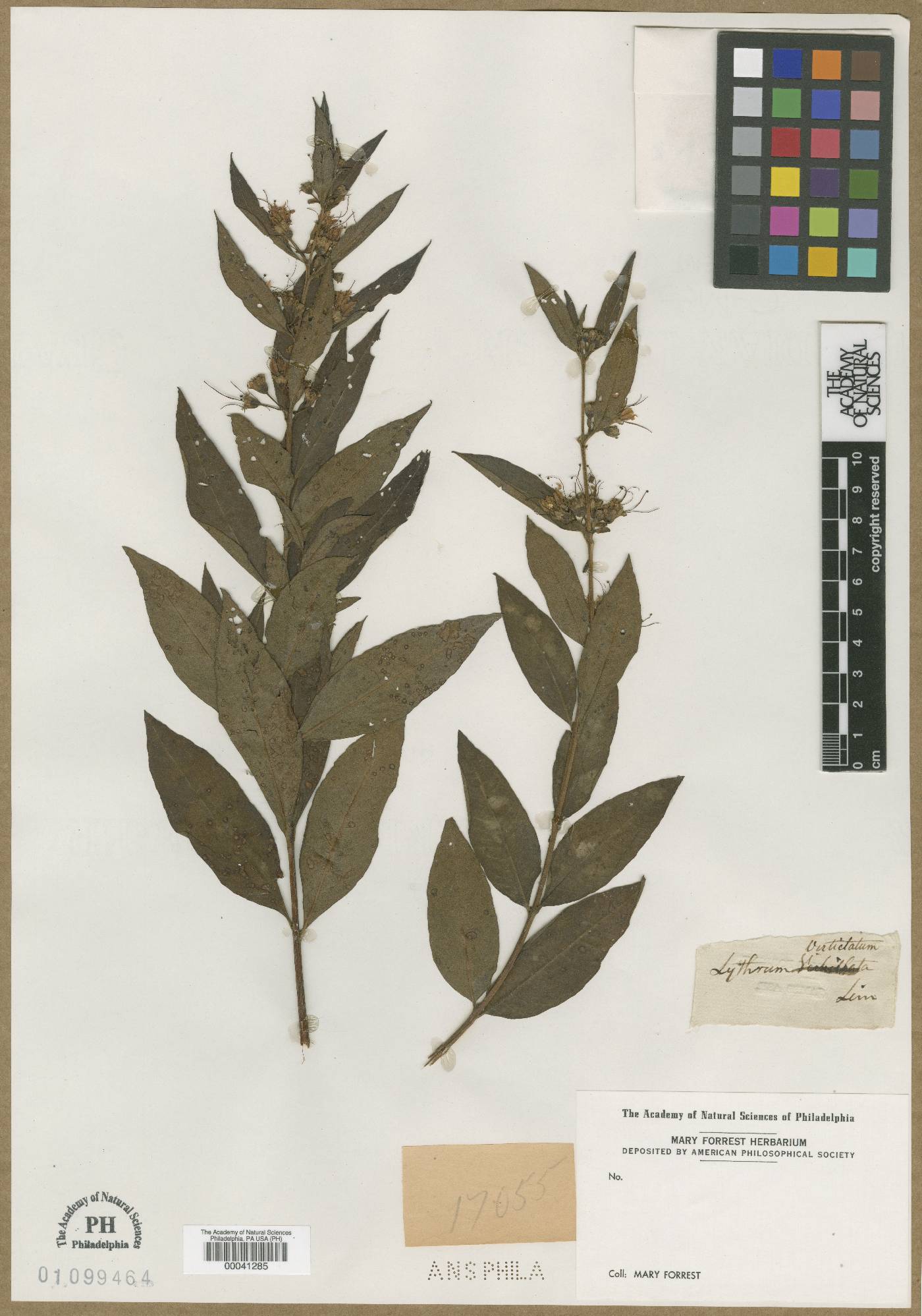 Lythrum verticillatum image