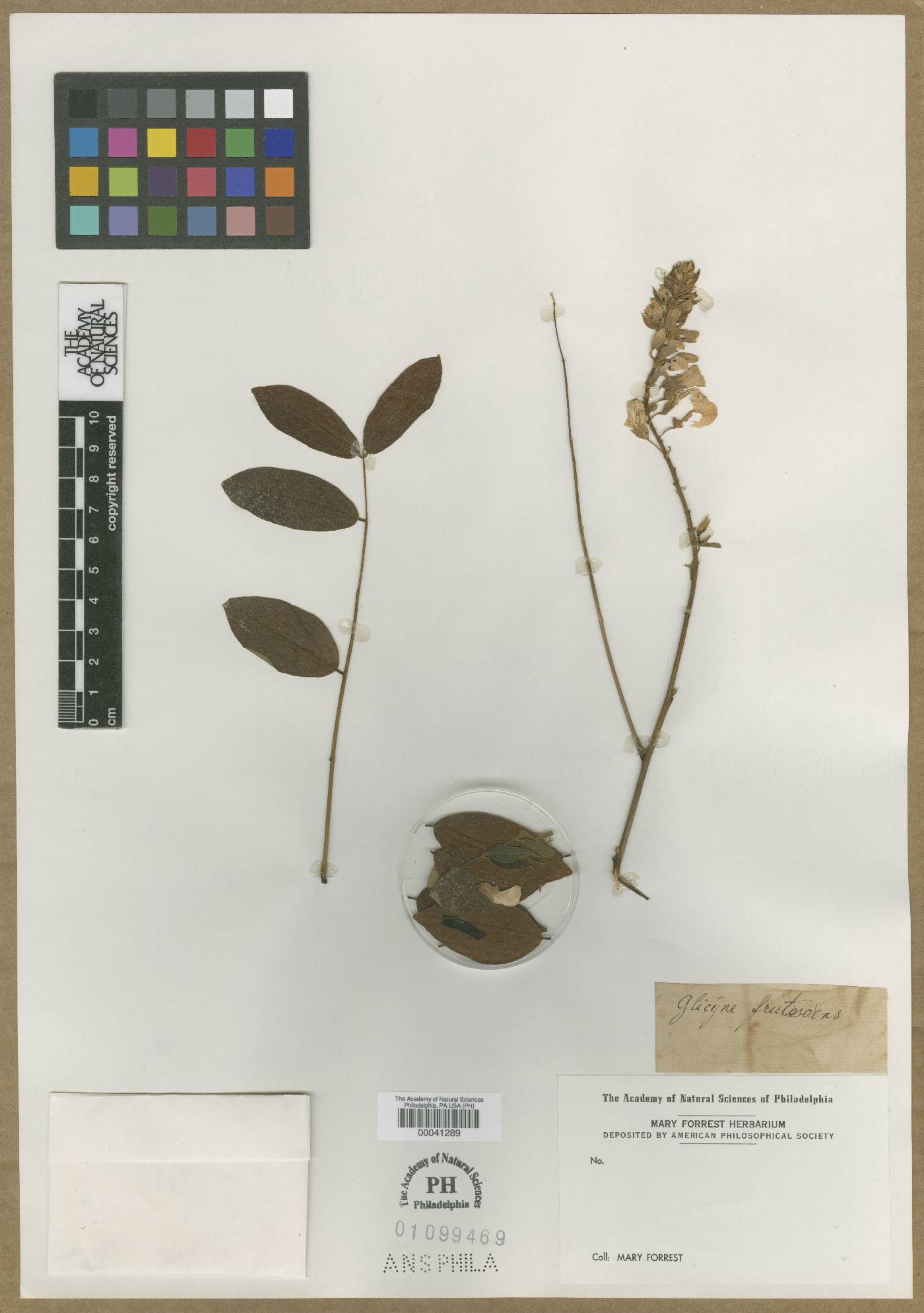 Glycine frutescens image
