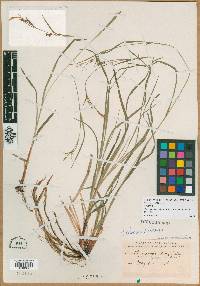 Carex colorata image