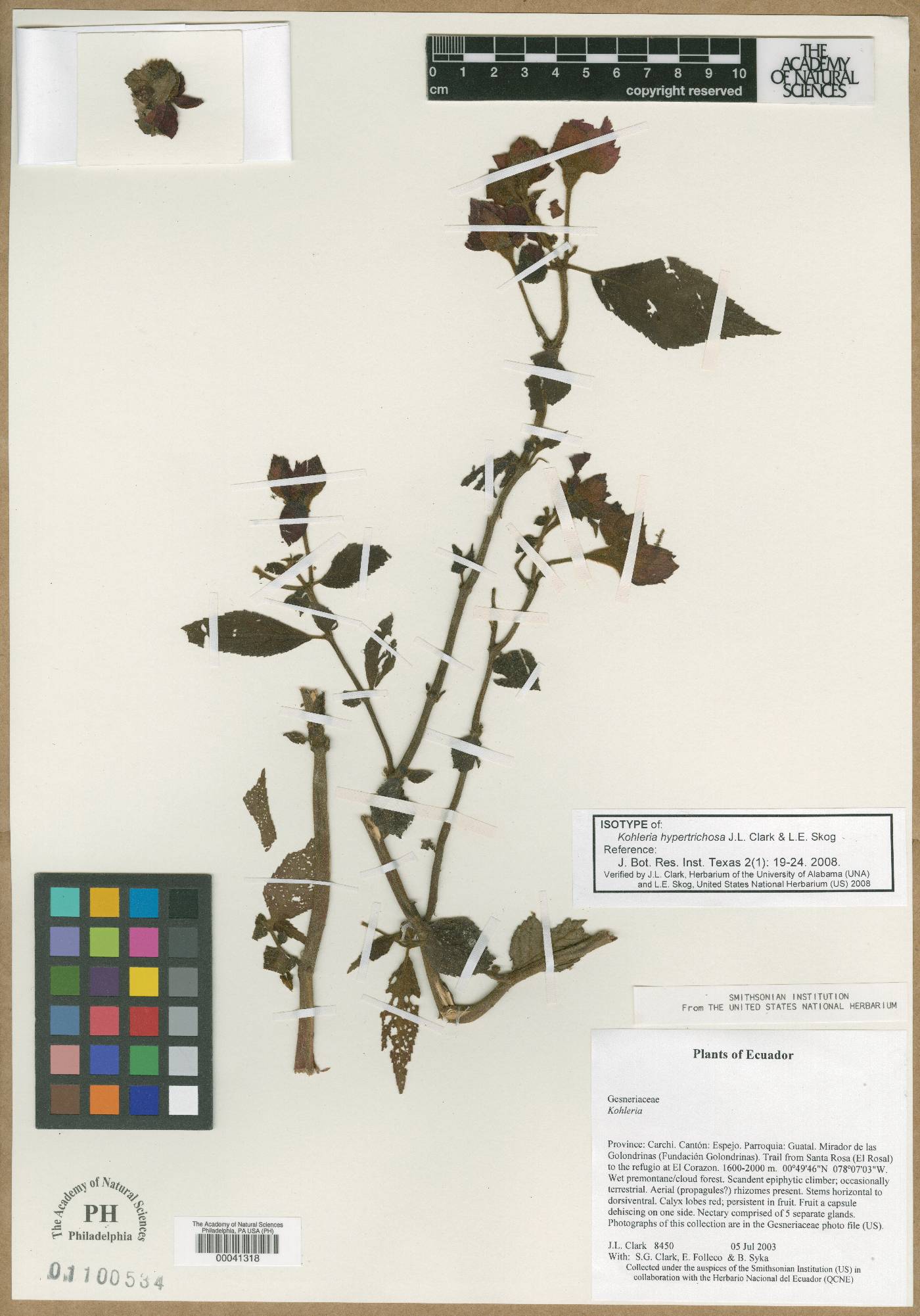 Kohleria hypertrichosa image