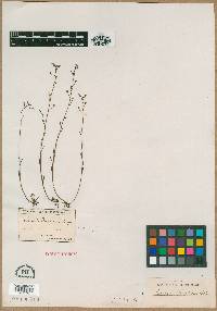 Linaria floridana image