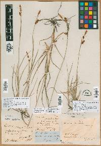 Carex meadii image