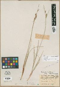 Carex tetanica image