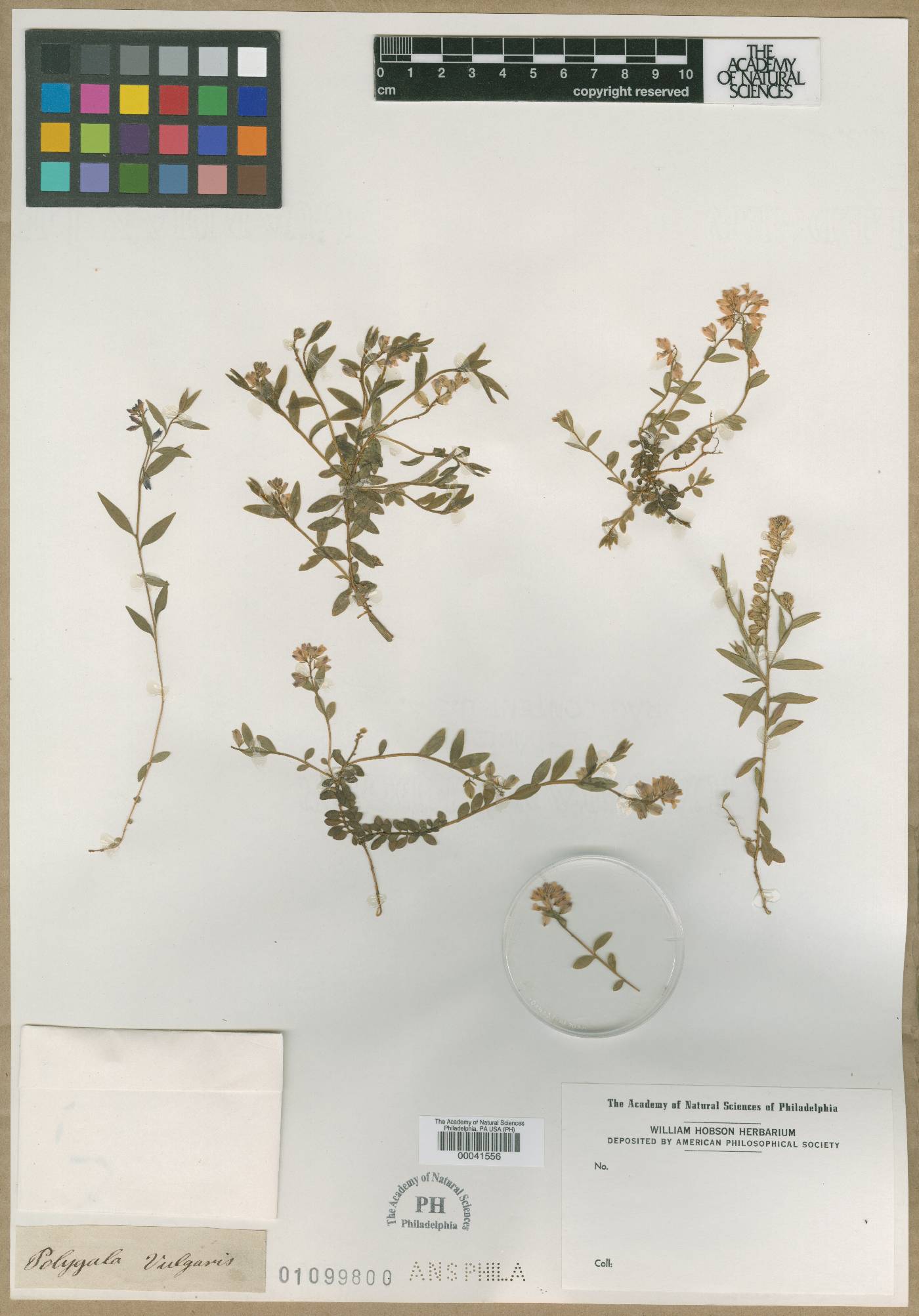 Polygala vulgaris image