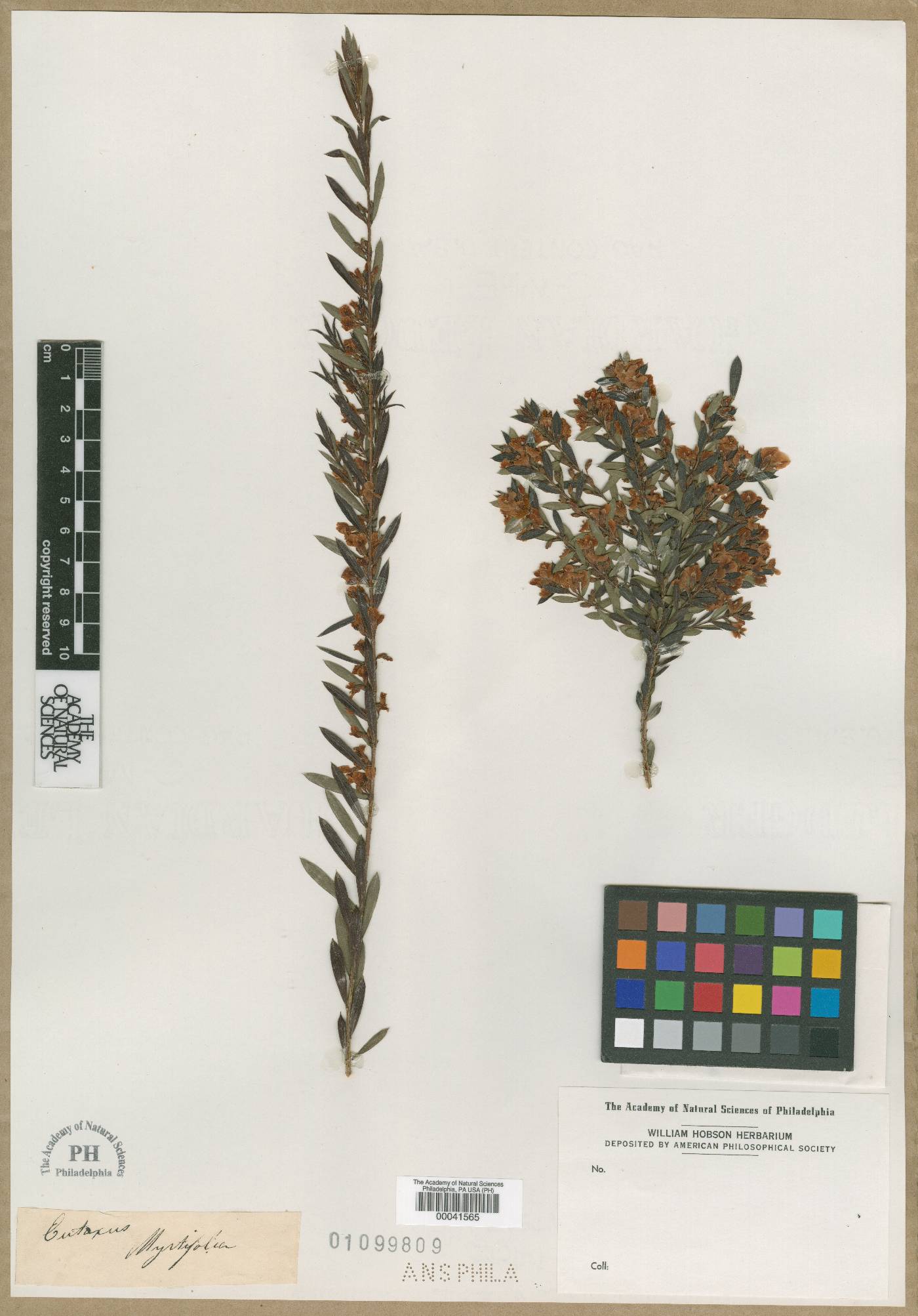 Eutaxia myrtifolia image