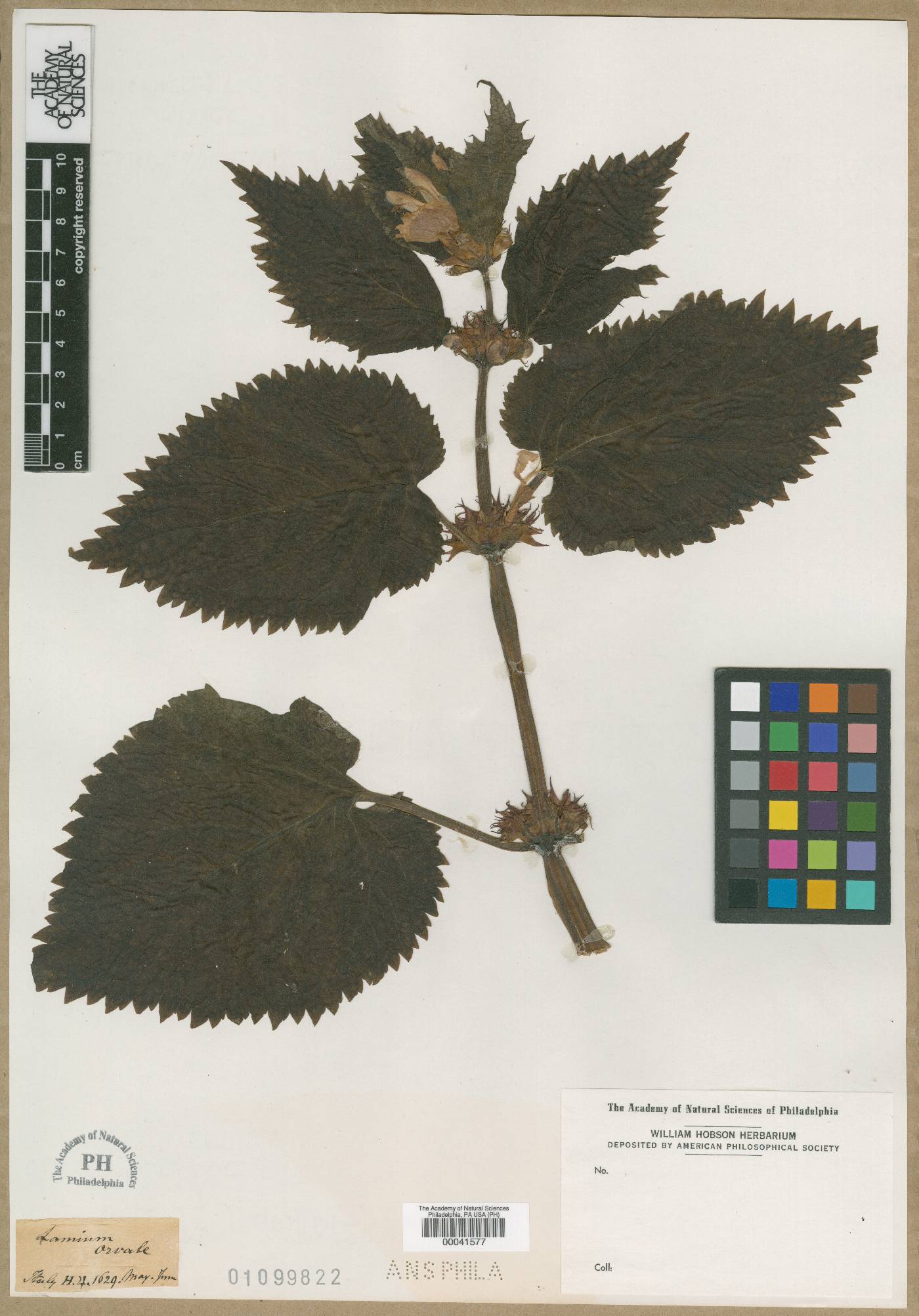 Lamium orvala image