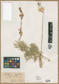 Hottonia palustris image