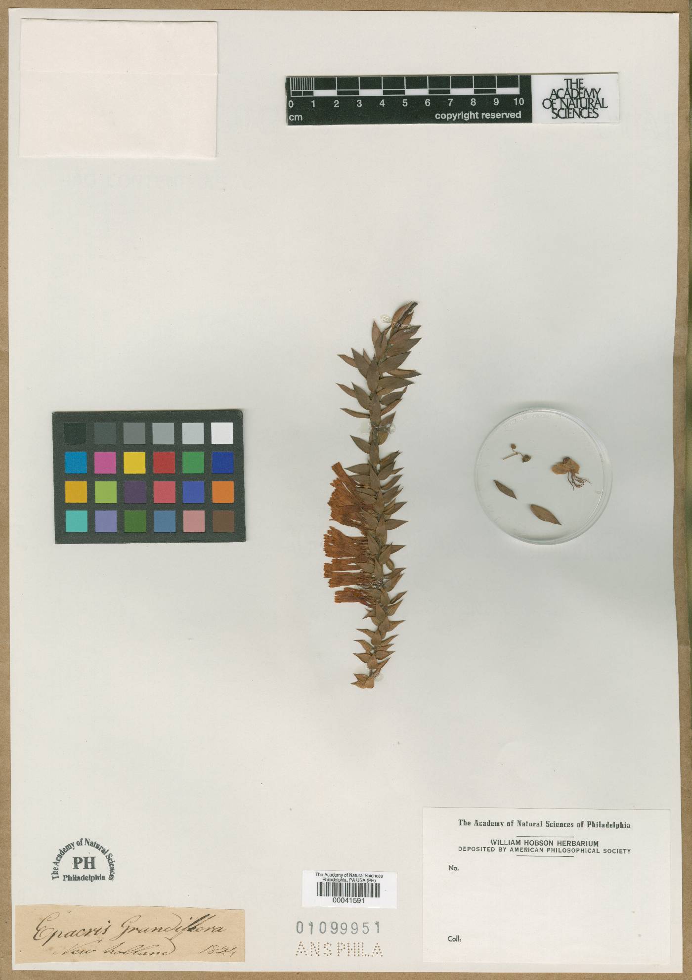 Epacris longiflora image