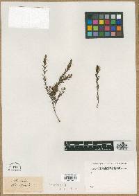 Melaleuca thymifolia image