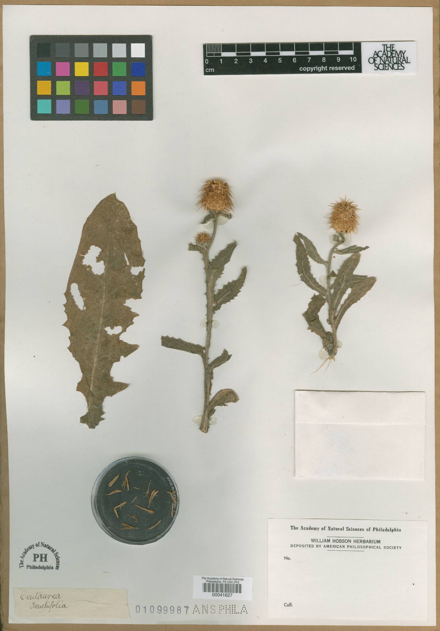 Centaurea sonchifolia image