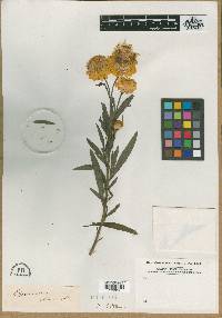 Image of Xerochrysum macranthum