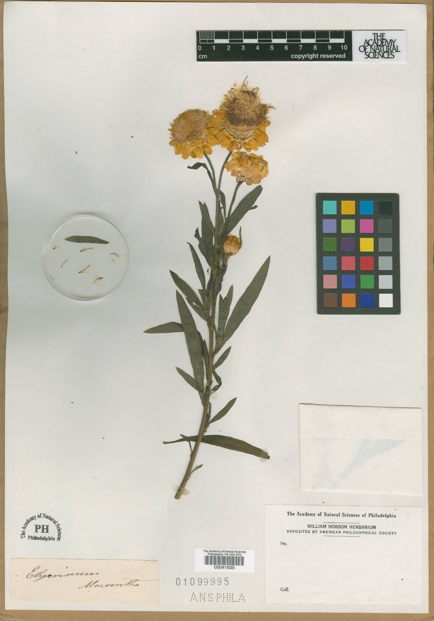 Xerochrysum macranthum image