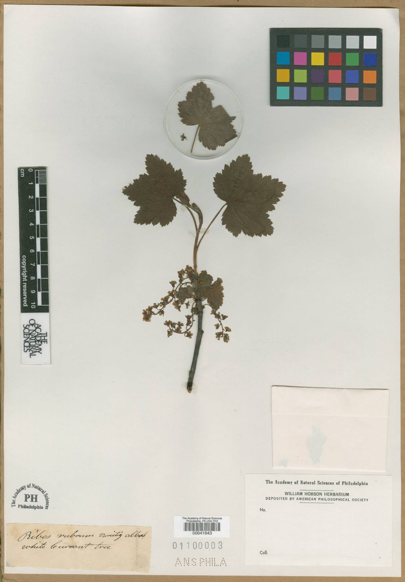 Ribes rubrum var. alaskanum image