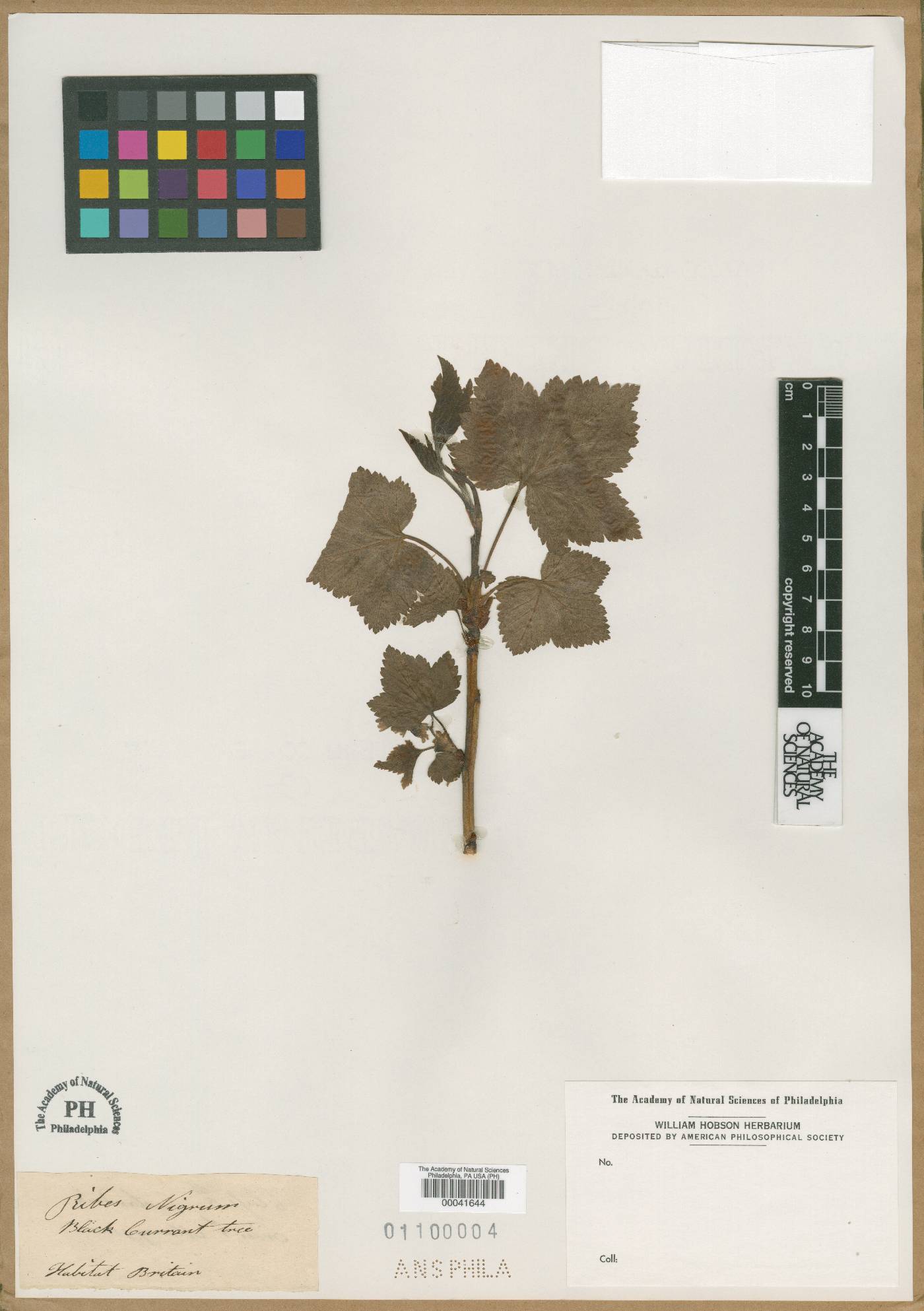 Ribes nigrum image